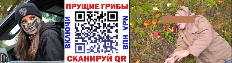 Псилоцибиновые грибы Psilocybine cubensis  Бологое 